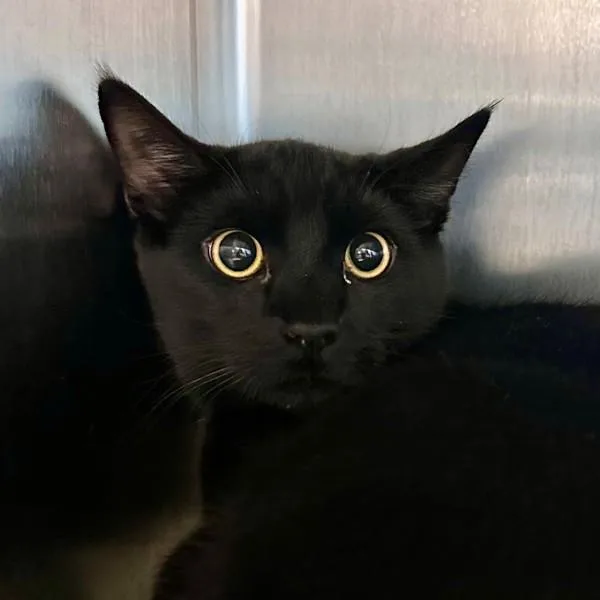 A young small-sized male Domestic Short Hair cat named Congee for adoption in Walnut Creek, CA
