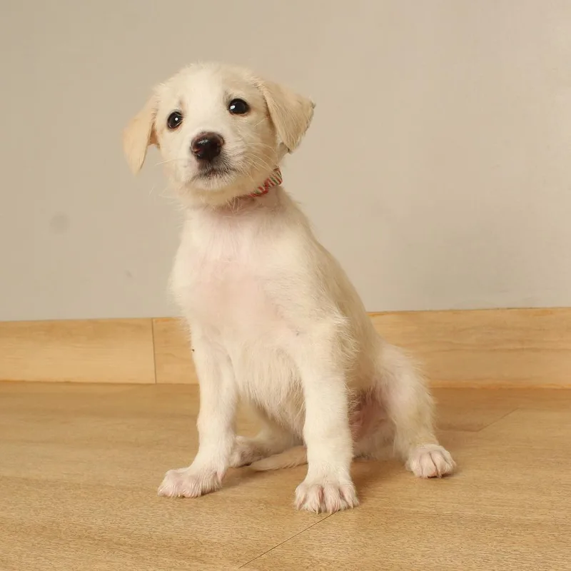 A baby medium-sized male White / Cream Airedale Terrier dog named Kato D for adoption in Minnetonka, MN