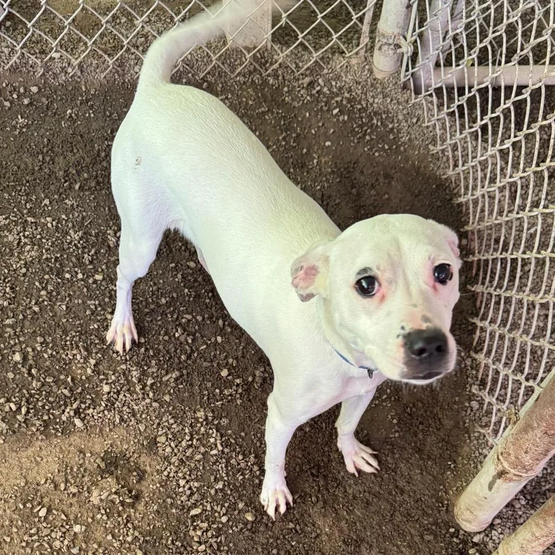 A young small-sized female White / Cream Pit Bull Terrier dog named Queen for adoption in Kittanning, PA
