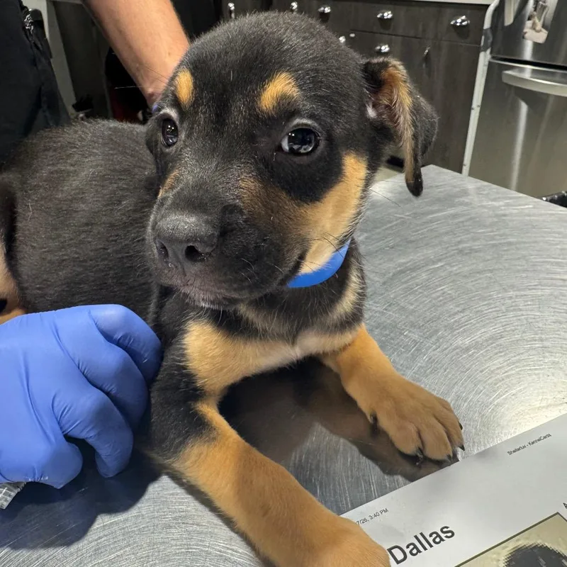 A baby medium-sized male Black Labrador Retriever dog named Dallas for adoption in Tampa, FL