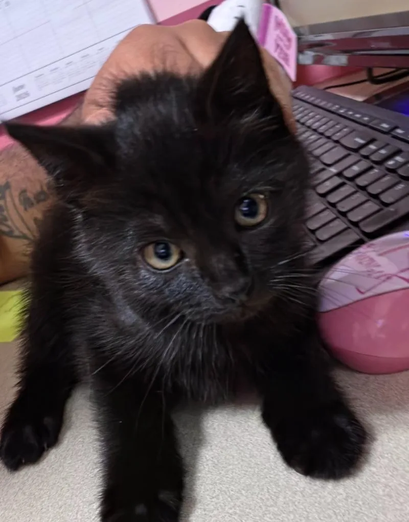 A baby medium-sized male Domestic Short Hair cat named Winter for adoption in Fall River, MA