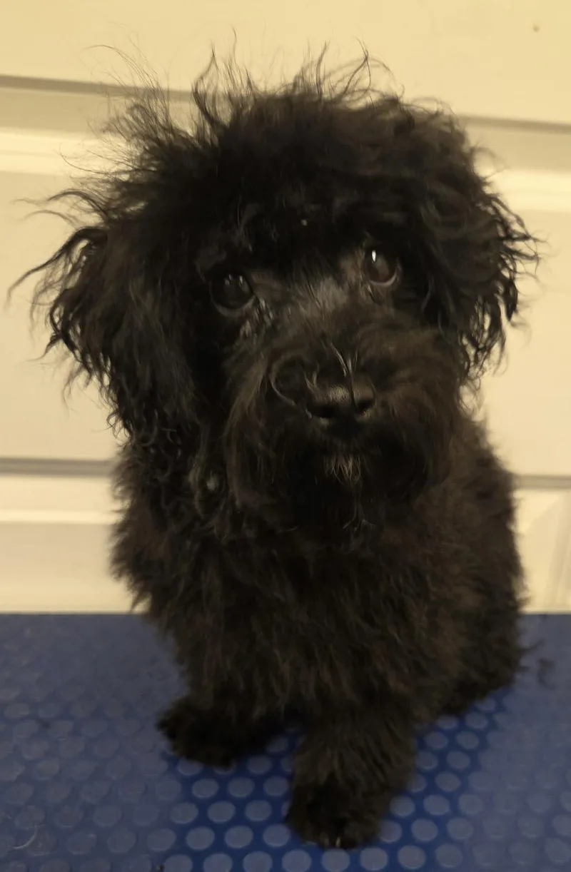 A baby small-sized male Yorkshire Terrier dog named Rocket for adoption in Overland Park, KS