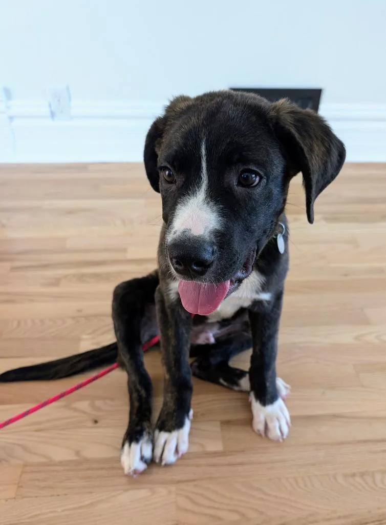 A baby large-sized male Boxer dog named October for adoption in Salt Lake City, UT