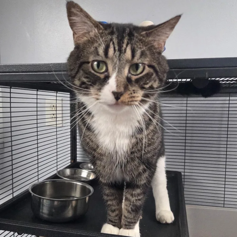 An adult large-sized male Domestic Short Hair cat named Liono for adoption in Warwick, RI