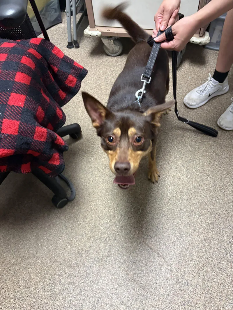 A young medium-sized male Australian Kelpie dog named Rolo Fh for adoption in Sanford, FL