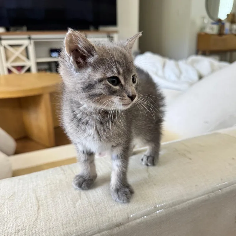 A baby small-sized male Gray / Blue / Silver Domestic Short Hair cat named Enzo for adoption in Columbia, MO