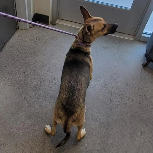 An adult medium-sized female Yellow / Tan / Blond / Fawn Mixed Breed dog named 110343 for adoption in Las Cruces, NM