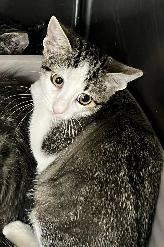 A baby small-sized female Domestic Short Hair cat named Ditto for adoption in Richland Hills, TX