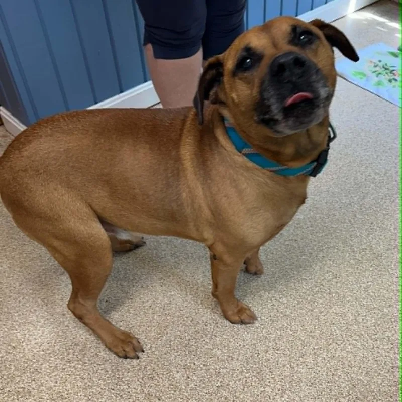 A senior large-sized male Red / Chestnut / Orange Bullmastiff dog named Maxx for adoption in Sunderland, MD