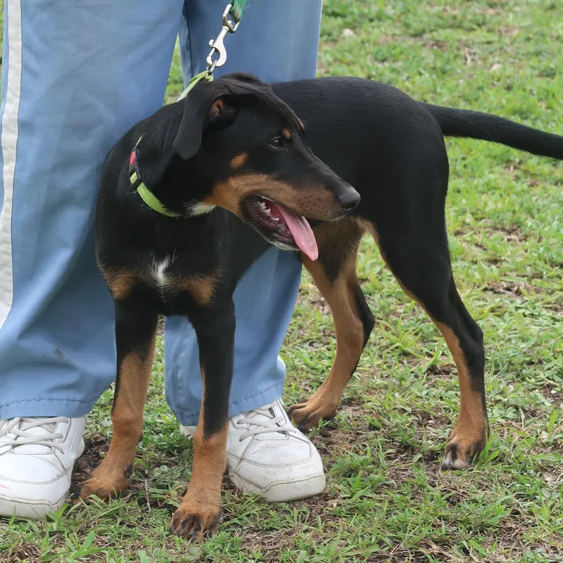 A baby medium-sized female Doberman Pinscher dog named Suzy Q Trained for adoption in Miami, FL