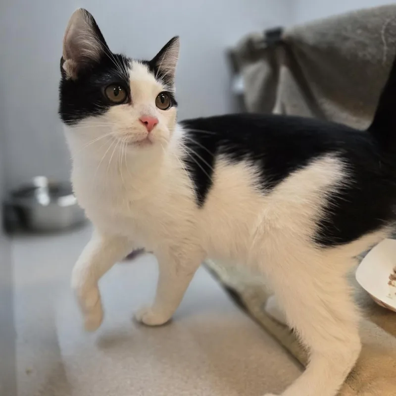 A baby small-sized female Black Domestic Short Hair cat named Cady for adoption in Pittsburgh, PA