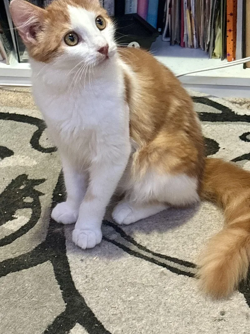 Peewee And Nugget thumbnail 2