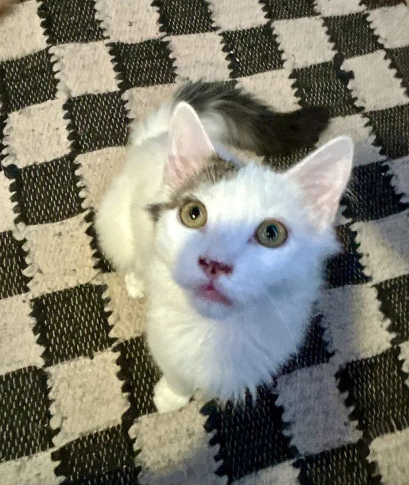 Peewee And Nugget thumbnail 6