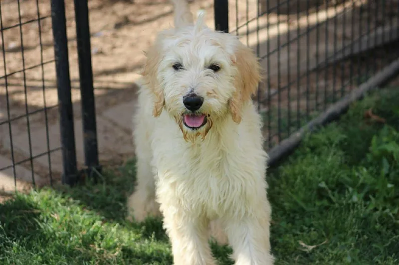 A baby large-sized male Golden Retriever dog named Snapdragon Bloom for adoption in Gorham, ME
