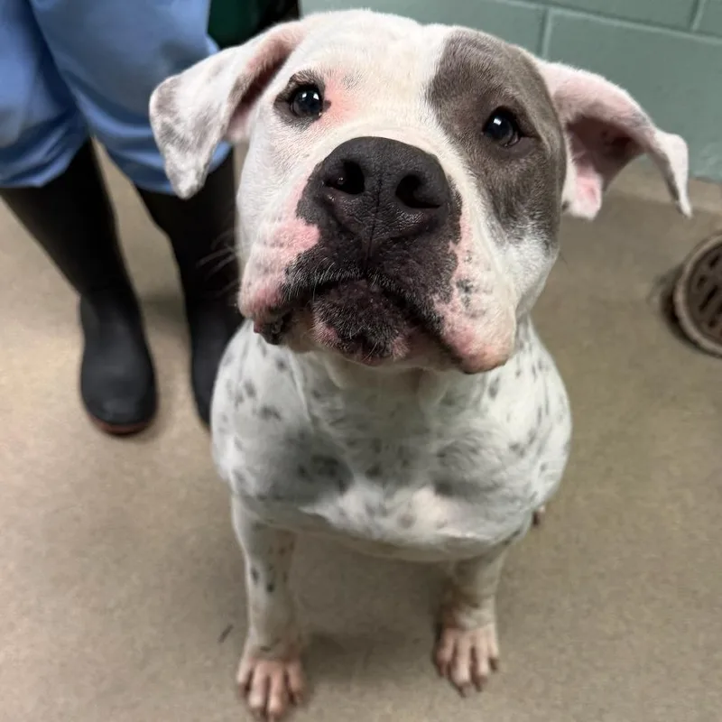 An adult large-sized male White / Cream Mixed Breed dog named Tonka for adoption in Waukesha, WI