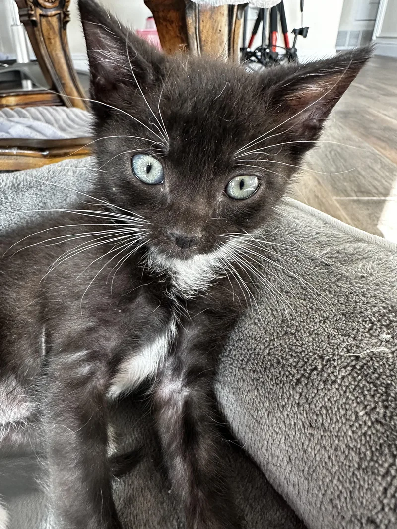 A baby medium-sized male Black & White / Tuxedo Domestic Short Hair cat named Nomad for adoption in Houston, TX