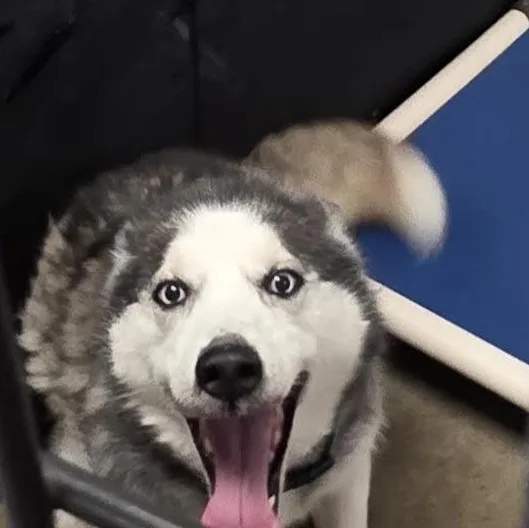 A senior medium-sized female Gray / Blue / Silver Husky dog named Mya for adoption in Blue Earth, MN