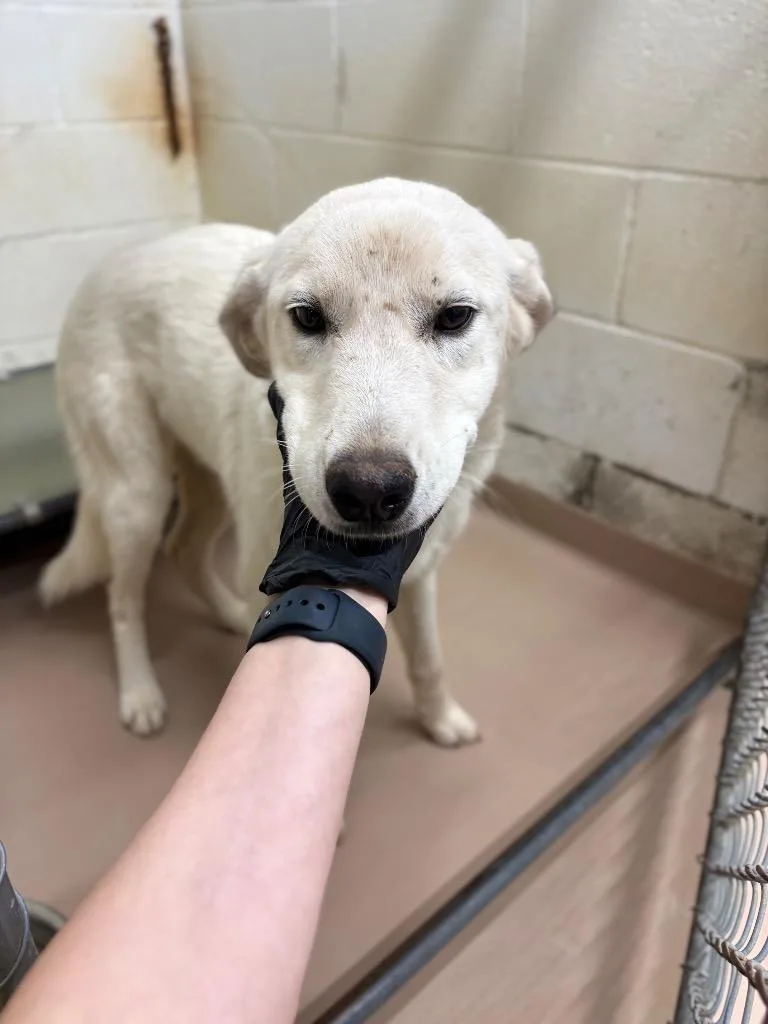 A baby large-sized female Great Pyrenees dog named Puffin for adoption in Nacogdoches, TX