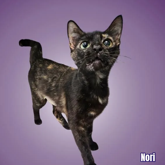 A young small-sized female Black Domestic Short Hair cat named Nori for adoption in Austin, TX