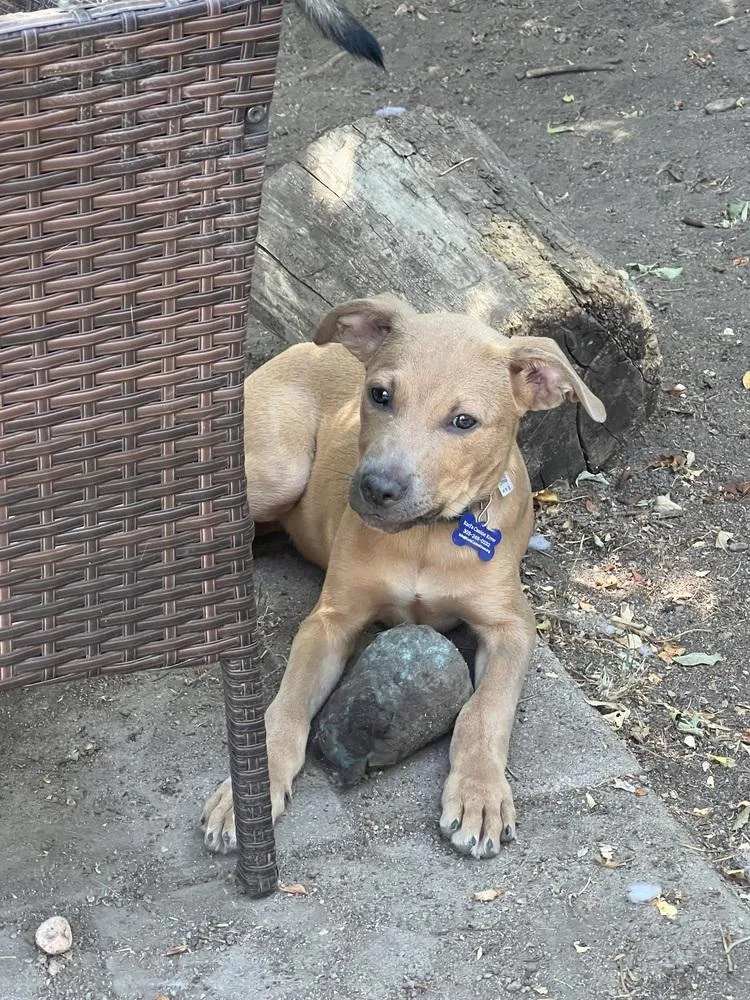 A baby small-sized female Brown / Chocolate Labrador Retriever dog named Lorenzo for adoption in Colorado Springs, CO