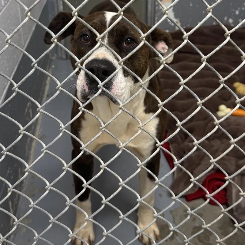 An adult medium-sized male Brown / Chocolate Mixed Breed dog named Kobe for adoption in Columbus, NC