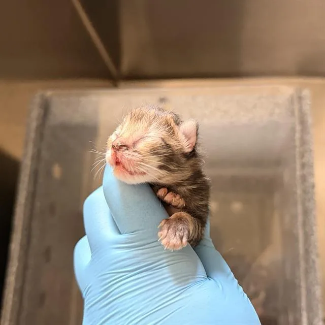 An adult small-sized female Domestic Short Hair cat named A for adoption in Modesto, CA