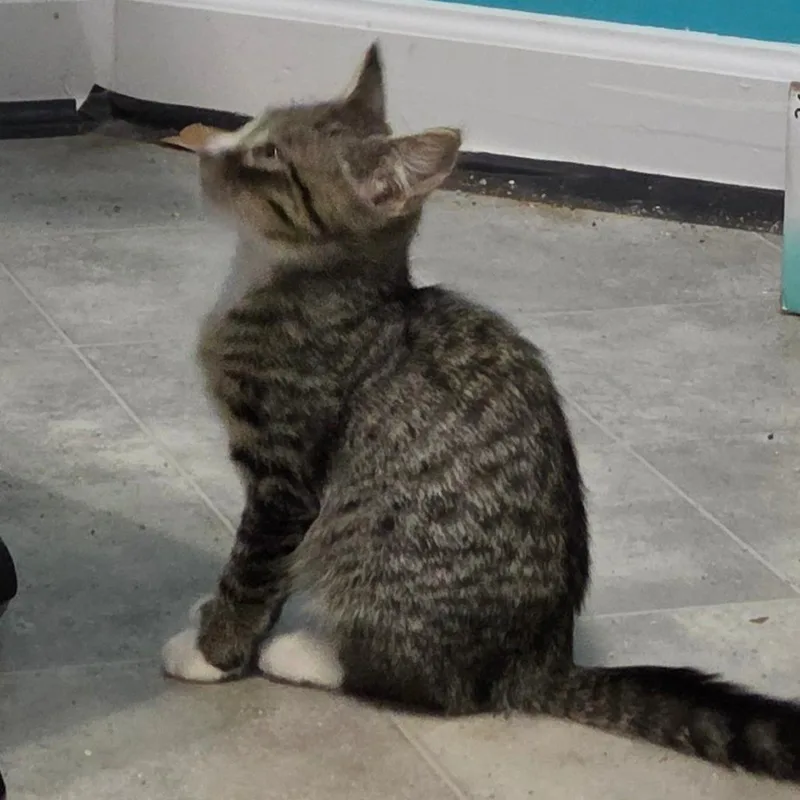 A baby small-sized male Domestic Short Hair cat named Bb for adoption in Greenville, NC