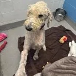 An adult large-sized male Golden Goldendoodle dog named Ruger for adoption in Hilliard, OH