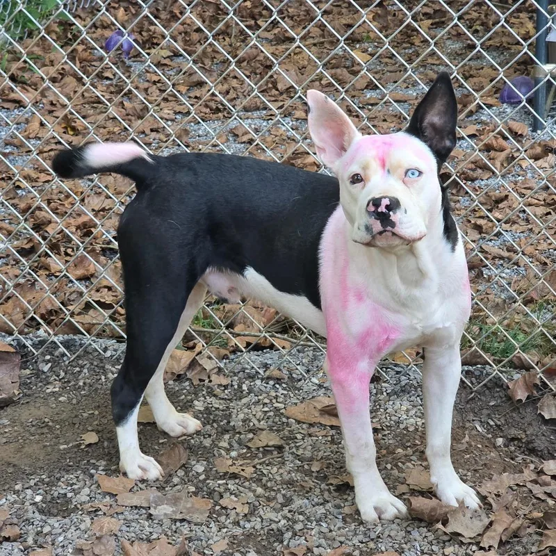 A young medium-sized male White / Cream Terrier dog named Snoopy for adoption in Marble, NC