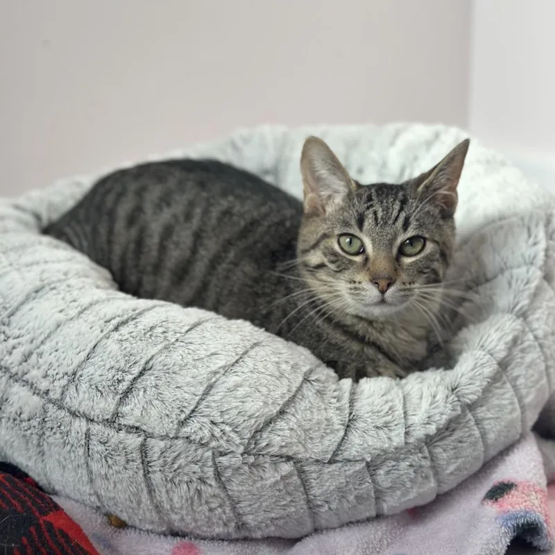 A young medium-sized male Brown / Chocolate Domestic Short Hair cat named Bart for adoption in Forest Park, IL