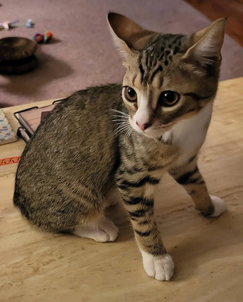 A baby medium-sized female Domestic Short Hair cat named Eleanor for adoption in Whitehall, PA