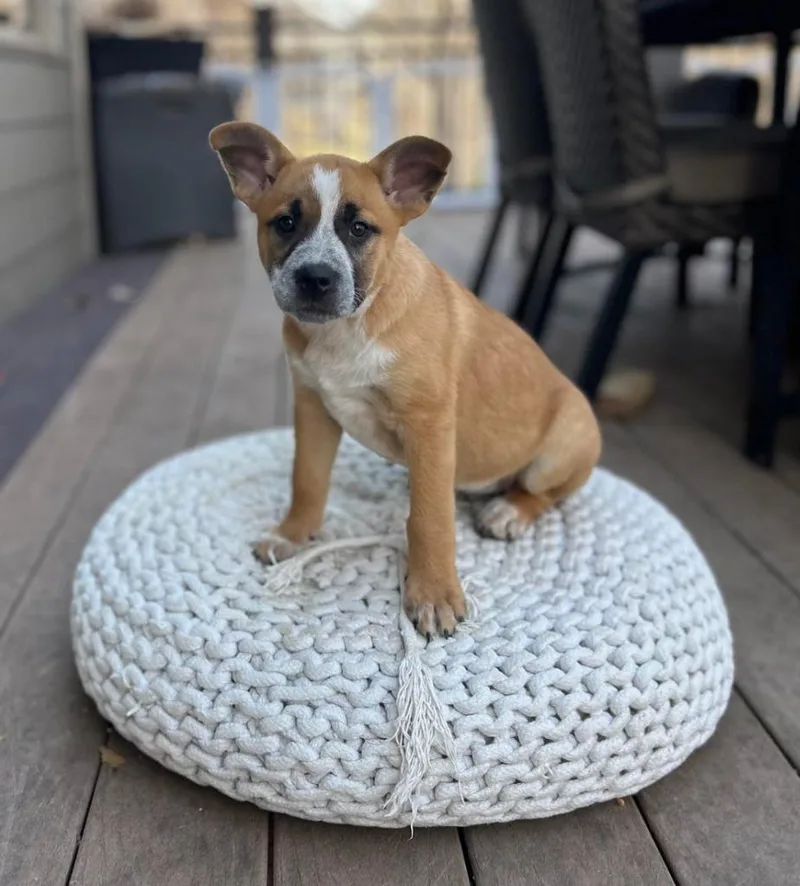 A baby medium-sized female Cattle Dog dog named Betty for adoption in Savage, MN