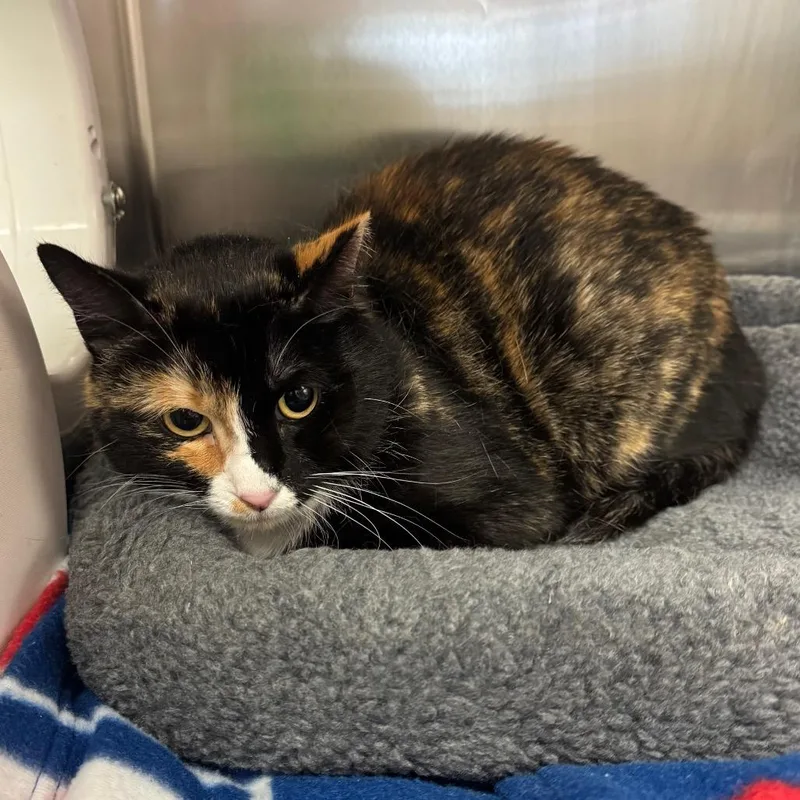 An adult medium-sized female Calico Domestic Short Hair cat named Eloise for adoption in Los Angeles, CA
