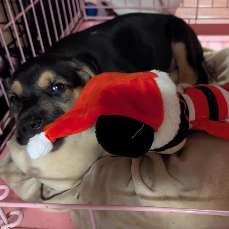 A baby small-sized male Black Mixed Breed dog named Soot Sprite for adoption in Buffalo, MN