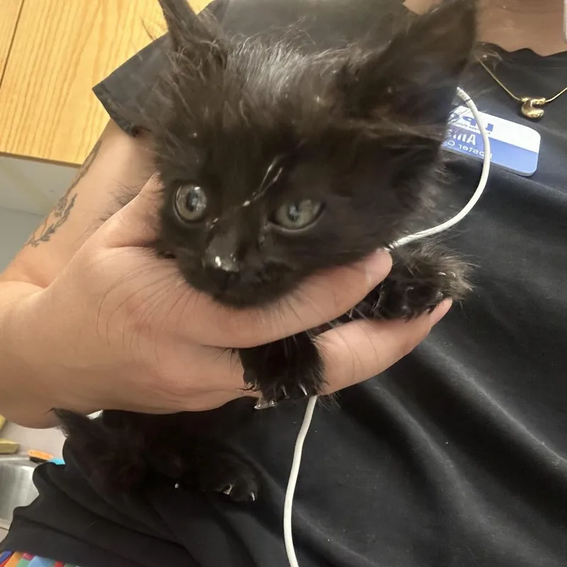 A baby small-sized female Black Domestic Short Hair cat named Dove for adoption in Durango, CO