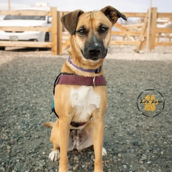 A young medium-sized female Yellow / Tan / Blond / Fawn Mixed Breed dog named Aisha for adoption in Loveland, CO