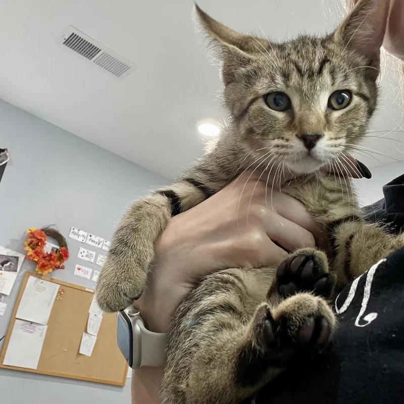A baby small-sized male Buff / Tan / Fawn Domestic Short Hair cat named Peter Rabbit for adoption in Fairmont, WV