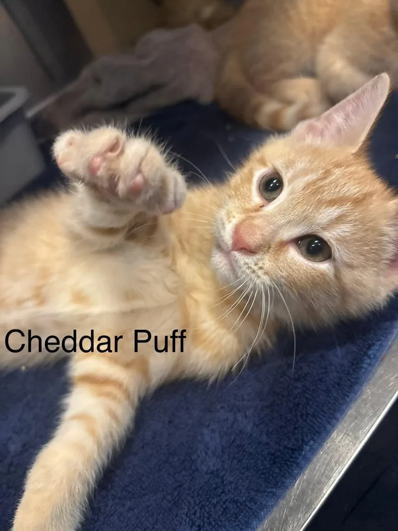 A baby small-sized male Orange & White Domestic Short Hair cat named Cheddar Puff for adoption in Topsham, ME