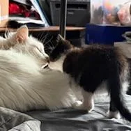 Swiss Roll thumbnail 3