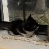 Swiss Roll thumbnail 4