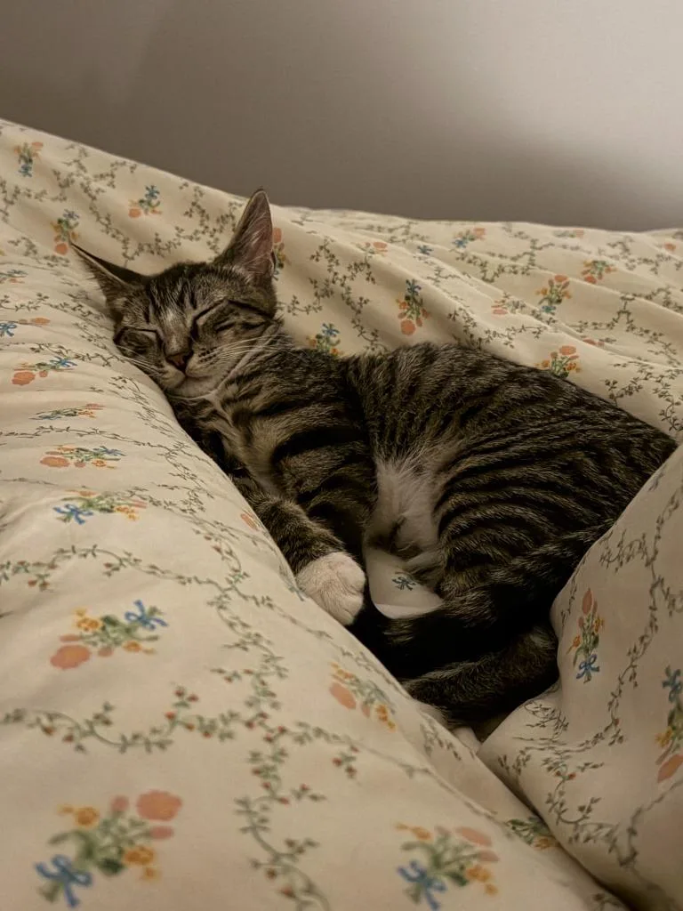 A baby medium-sized male Domestic Short Hair cat named Milton for adoption in Brooklyn, NY