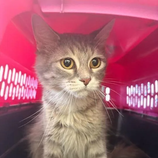 A young medium-sized female Gray / Blue / Silver Domestic Short Hair cat named Fre Shavaca Do for adoption in Davenport, IA