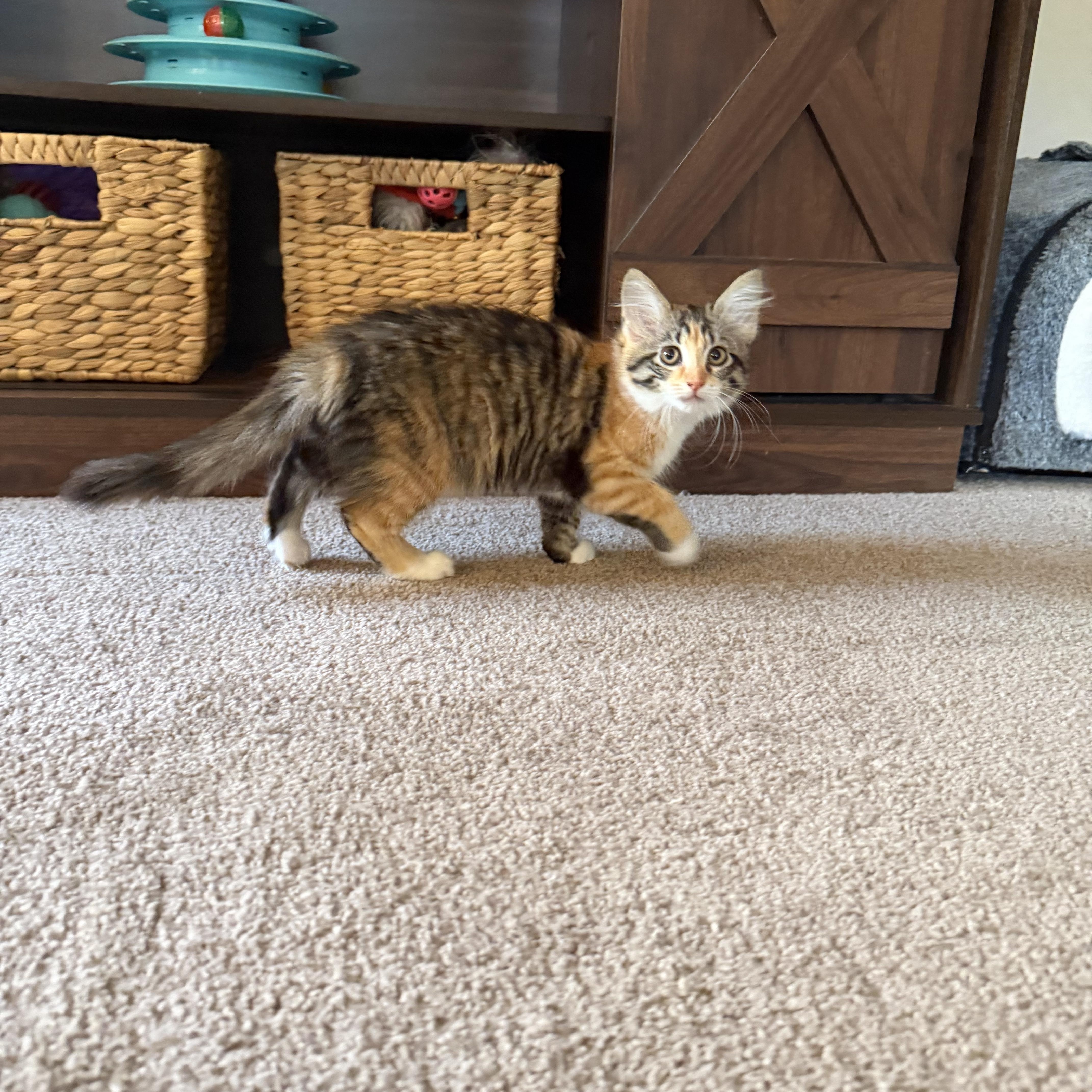 A baby small-sized female Domestic Medium Hair cat named EstΓ©e Lauder for adoption in Lacona, NY