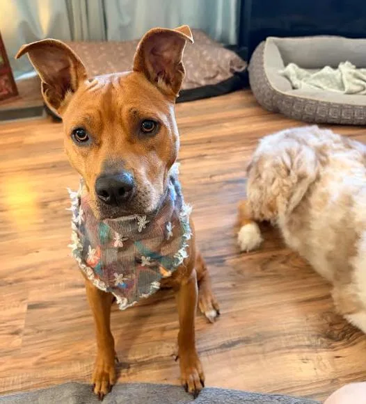 A young medium-sized female Mixed Breed dog named Jasmine for adoption in Palm Harbor, FL