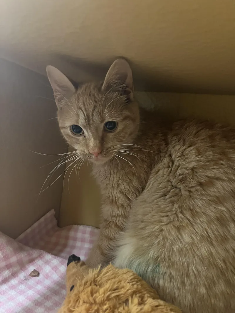 Peanut And Oreo thumbnail 2