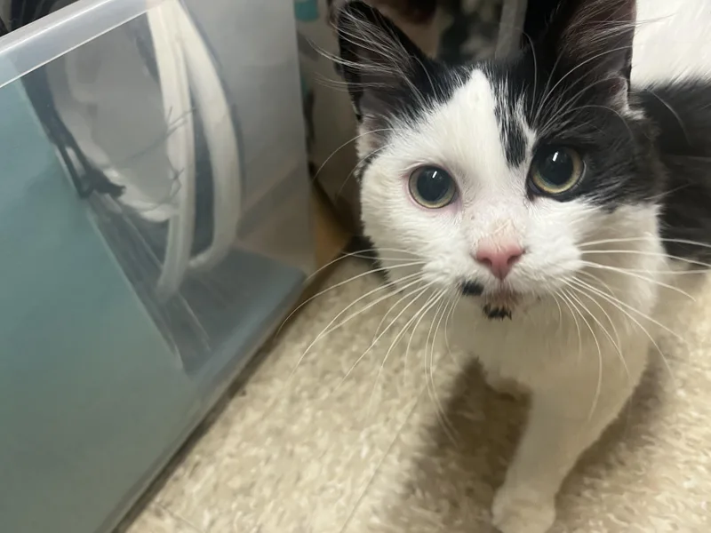 Peanut And Oreo thumbnail 3