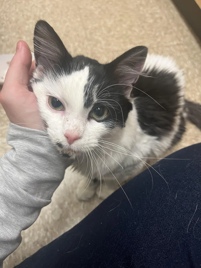 A baby medium-sized male Tabby (Orange / Red) Domestic Medium Hair cat named Peanut And Oreo for adoption in Worcester, MA