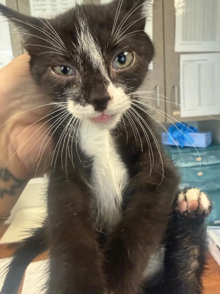 A baby small-sized female Domestic Short Hair cat named Erma for adoption in Columbia, TN