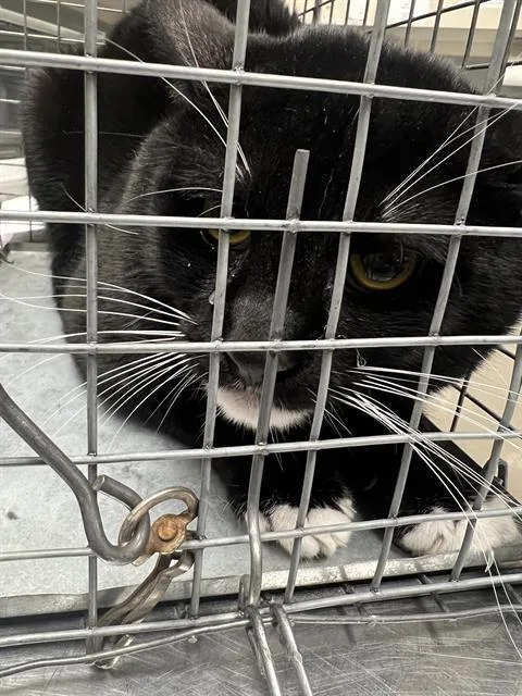 An adult large-sized male Domestic Short Hair cat named Socks for adoption in Las Vegas, NV