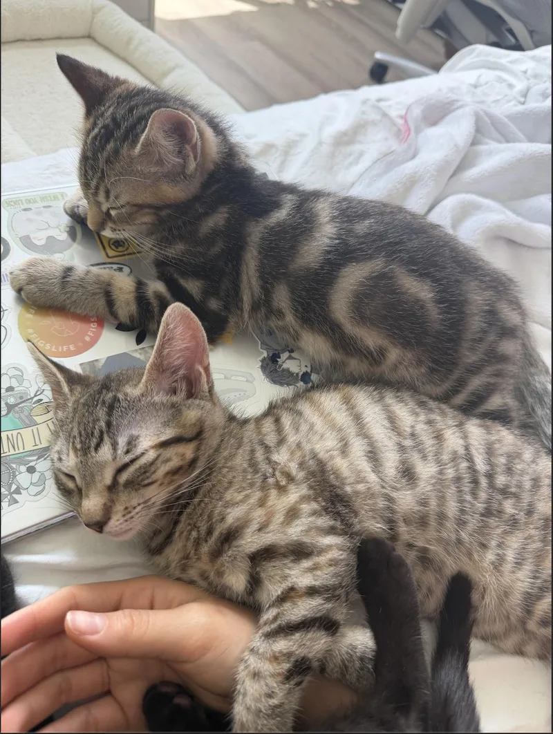 A baby small-sized female Tabby (Brown / Chocolate) Domestic Short Hair cat named Luna for adoption in Davis, CA